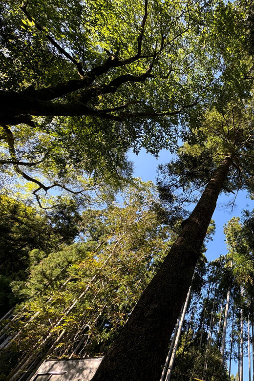 Kyoto: Kifune Shrine and the Sacred Kifune Valley Day Trip - The Journey begins at Kyoto Station