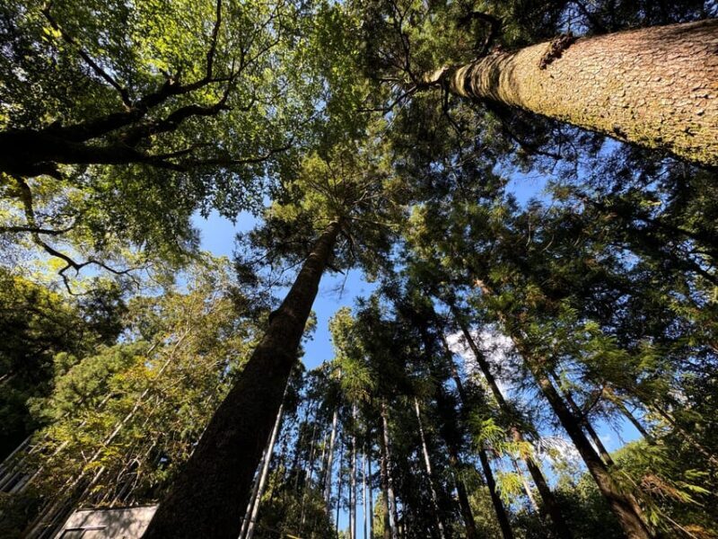 Kyoto: Kifune Shrine and the Sacred Kifune Valley Day Trip - The Sum Up