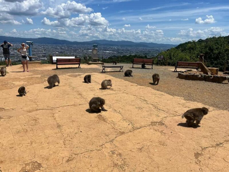 Kyoto: Kinakuji The Golden Pavilion, Ryan-Ji and Wildlife - Analyzing the Value