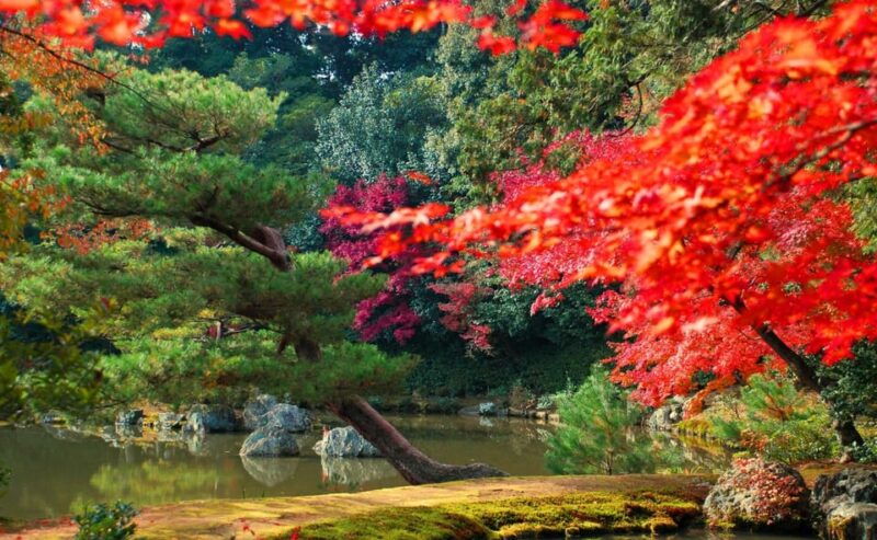 kyoto-kinkaku-ji-autumn-leaves-guided-tour-90-minutes