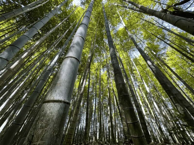 Kyoto: Kinkaku-ji, Zen Garden, and Adashino Day Tour - Discover Kyoto’s Soul in a Day: Kinkaku-ji, Zen Garden, and Arashiyama Tour Review