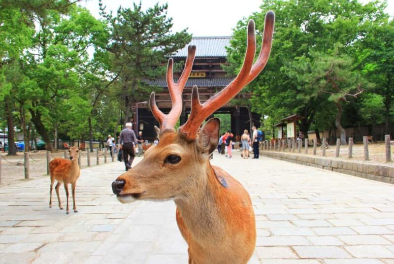 Kyoto & Nara: Full-Day Private Guided Tour with Hotel Pickup - FAQs