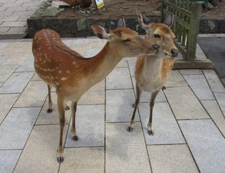 kyoto-nara-giant-buddha-deer-pagoda-geisya-italian-full-day