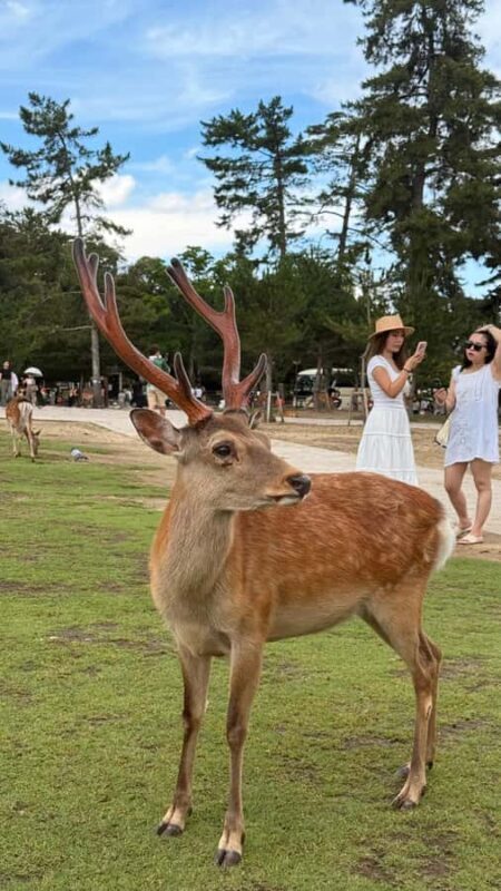 Kyoto & Nara: Private Guided Tour on Green Licensed Alphard - A Complete Breakdown of the Experience