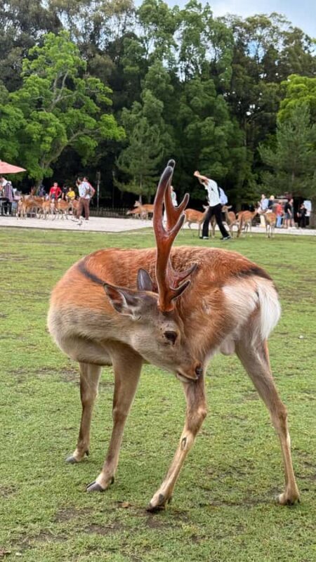 Kyoto & Nara: Private Guided Tour on Green Licensed Alphard - Final Thoughts