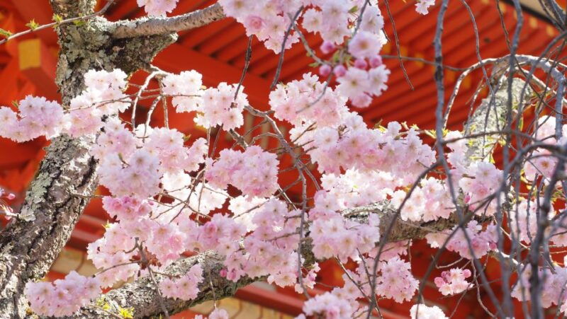 kyoto-ninnaji-temple-entry-ticket