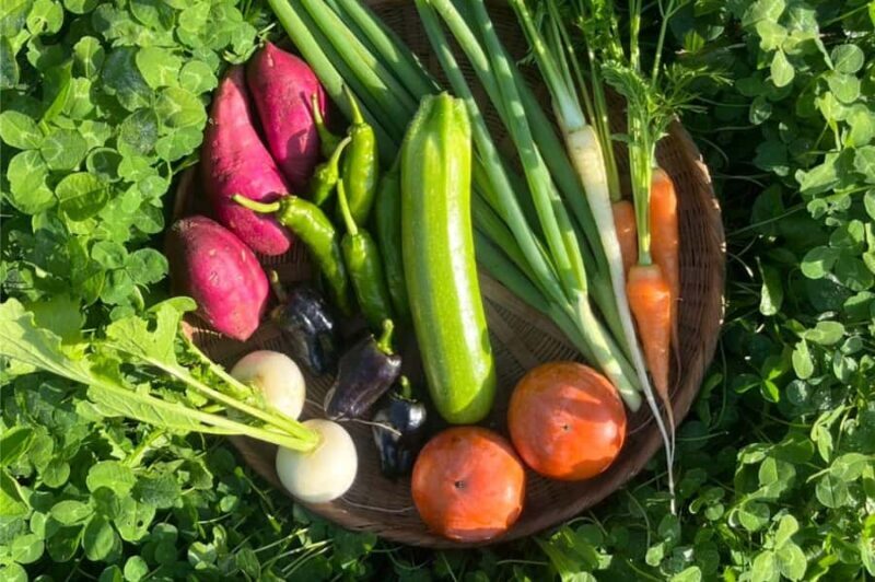 Kyoto: Organic Farm Experience with Vegetable Souvenir - Key Points