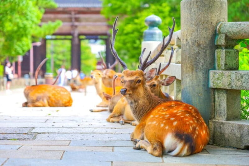 Kyoto/Osaka: Kinkakuji, Bamboo Forest, and Nara Deer Park - What Could Be Better?