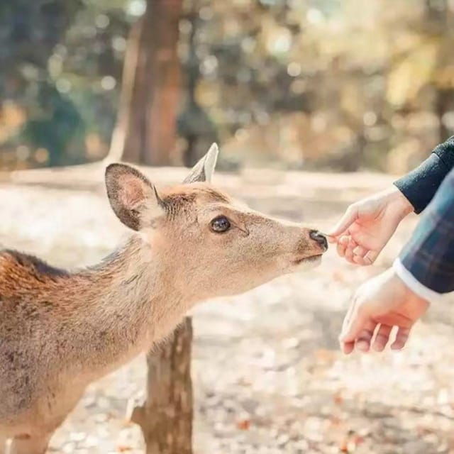 kyoto-osaka-kiyomizu-dera-templenara-park-day-trip