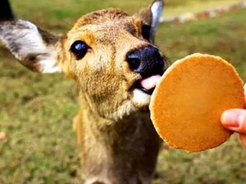 Kyoto/Osaka: Kyoto and Nara World Heritage Day Tour - Key Points