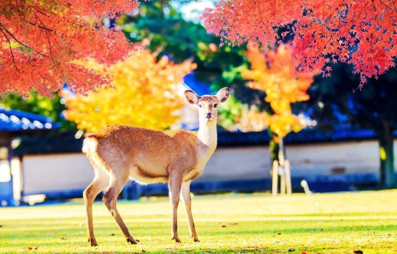 Kyoto/Osaka: Kyoto and Nara World Heritage Day Tour - A Journey Through Kyoto and Nara