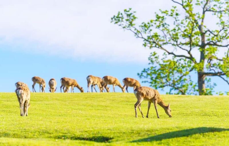Kyoto/Osaka: Kyoto and Nara World Heritage Day Tour - Final Thoughts