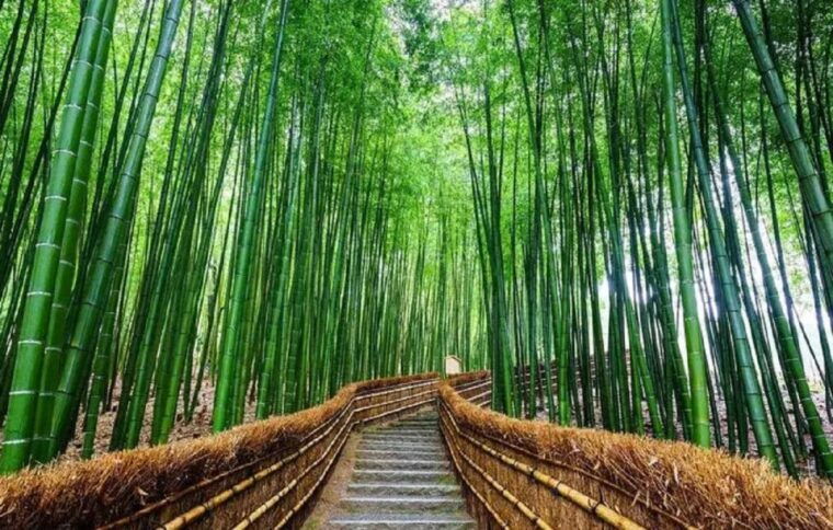 kyoto-osaka-sanzenin-bamboo-forest-arashiyama-day-trip