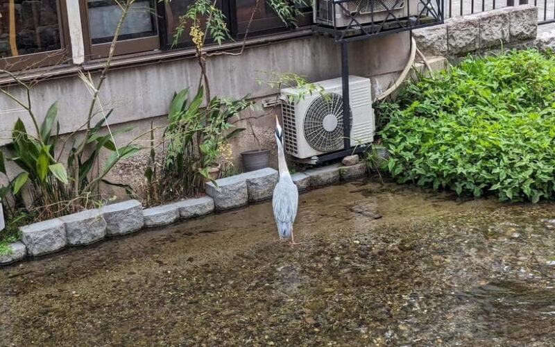 Kyoto: Personalize, private tour (3h, 5h, 8h) [W/Car Option] - What to Expect During the Tour