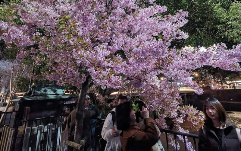 Kyoto: Personalize, private tour (3h, 5h, 8h) [W/Car Option] - Who Would Love This Tour?