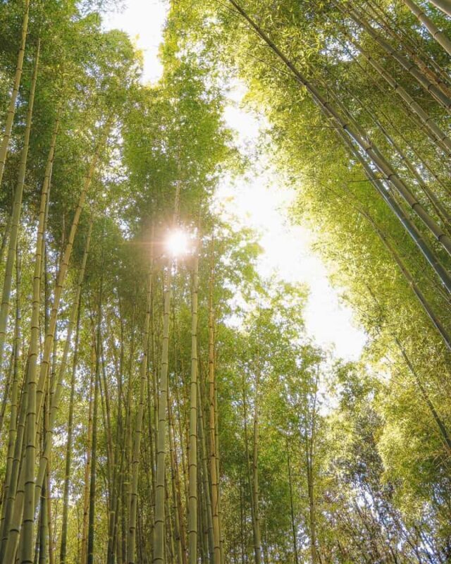 Kyoto: Private Customizable Day Tour with Guide and Vehicle - FAQ