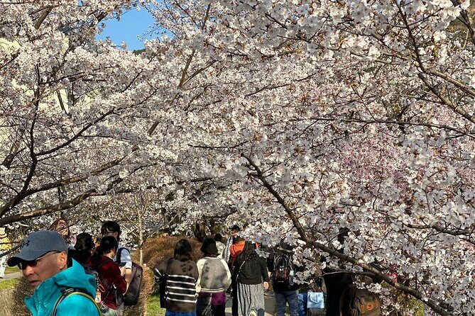 Kyoto Private & Customizable Tour with English-Speaking Driver - The Sum Up: Who Will Love This Tour?