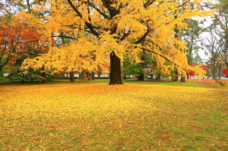 Kyoto Private E-Bike Tour: Highlights & Hidden Gems - FAQ