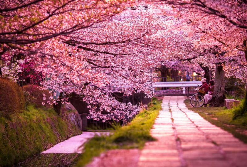 Kyoto: Private Full-Day Sakura Tour by Vehicle with Guide - Key Points