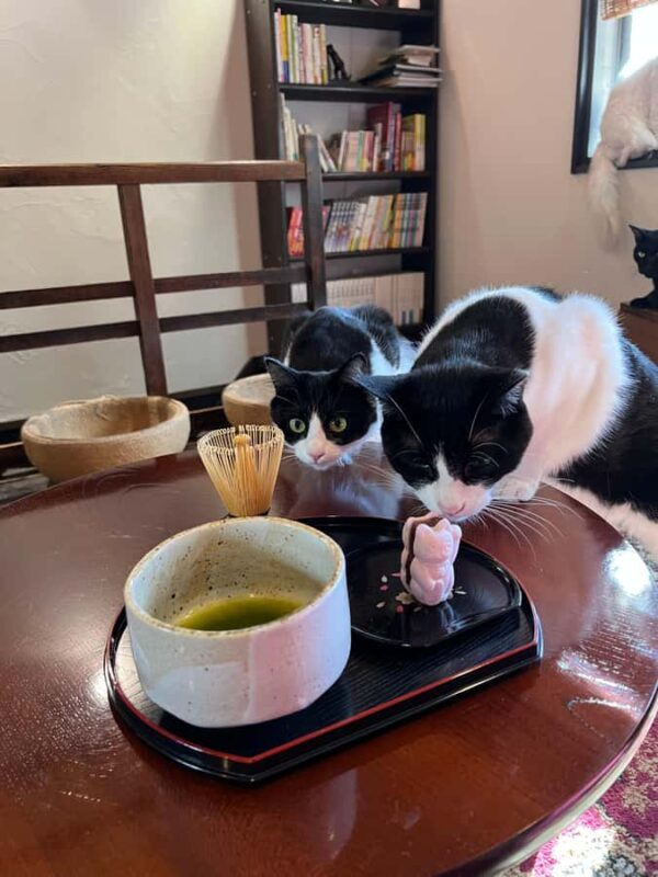 Kyoto: Private/GroupEthical Cat Sanctuary & Tea Ceremony - Key Points