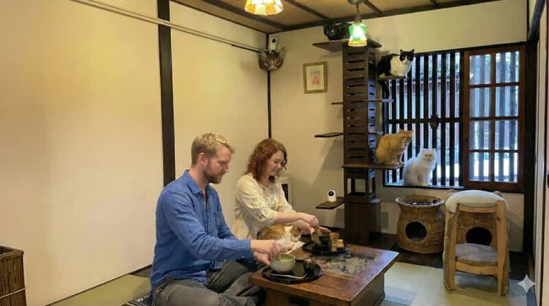 Kyoto: Private/GroupEthical Cat Sanctuary & Tea Ceremony - What to Expect During Your Visit