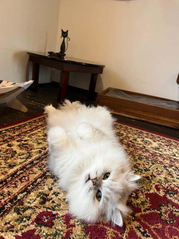 Kyoto: Private/GroupEthical Cat Sanctuary & Tea Ceremony - Pricing and Value Analysis