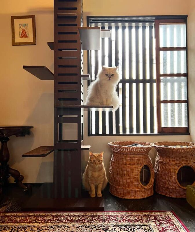 Kyoto: Private/GroupEthical Cat Sanctuary & Tea Ceremony - Final Thoughts