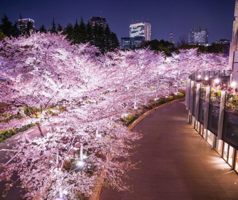 Kyoto: Private Highlights Tour with Guide and Luxury Vehicle - The Cost: Is It Worth It?