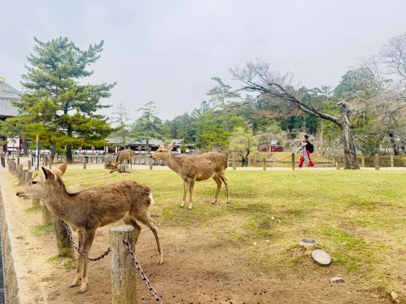 Kyoto: Private Kyoto and Nara Customizable Day Tour - Who Is This Tour Best For?
