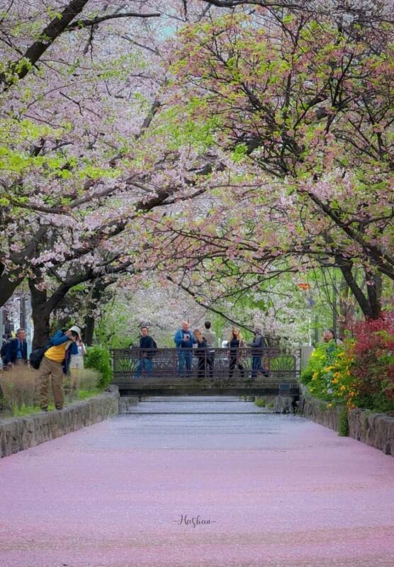 Kyoto Private Photoshoot: Fushimi Inari, Gion & Bamboo - Who Should Consider This Tour?