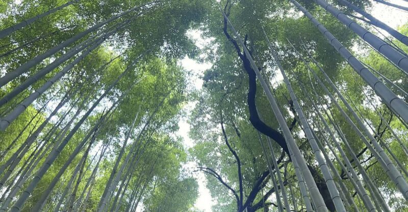 Kyoto: Private tour, Arashiyama, Bamboo Forests and Sacred Temples - Exploring Kyoto’s Sacred and Natural Treasures in Arashiyama