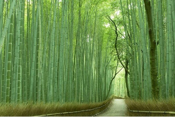 kyoto-sagano-bamboo-grove-arashiyama-walking-tour