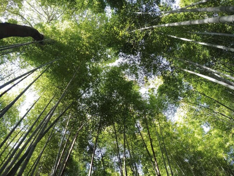 Kyoto: Serene Morning Walk in Arashiyama Bamboo Grove - Key Points