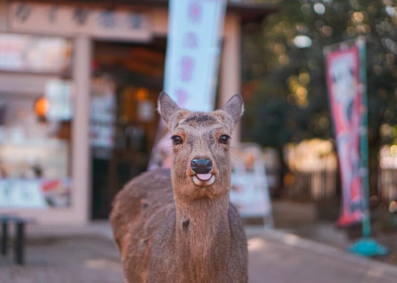 Kyoto to Nara: Private Day Trip with a Local - Who Should Book This Tour?