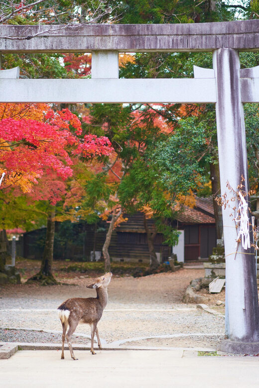 Kyoto to Nara: Private Day Trip with a Local - The Sum Up