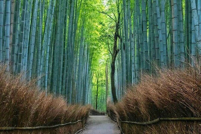kyoto-tour-12-hours-private-nagoya-pick-up-available