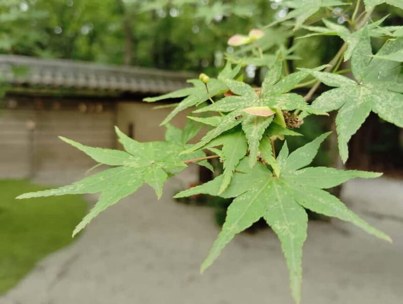 Kyoto: Walk Through History in Shimogamos Sacred Woods - FAQ