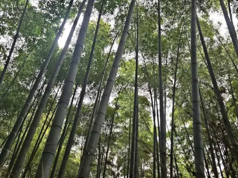 Kyoto:Couples Love Walk Through Time and Beauty Guided Tour - An In-Depth Look at the Experience