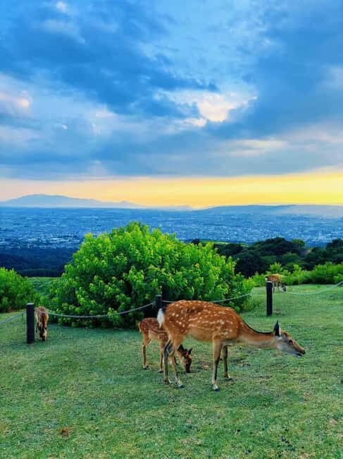 Kyoto:Kimono Tea Ceremony Experiencw Tour - Authentic Cultural Experiences