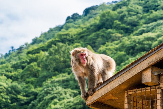 kyotos-top-city-highlights-2-day-private-tour-experience