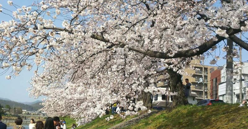 kyotothree-gardens-bike-tour