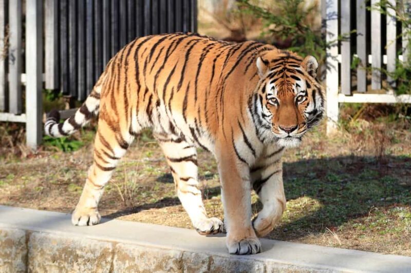 Kyushu Natural Adventure Day Tour: Zoo, Onsen & Hellscape - Final Thoughts