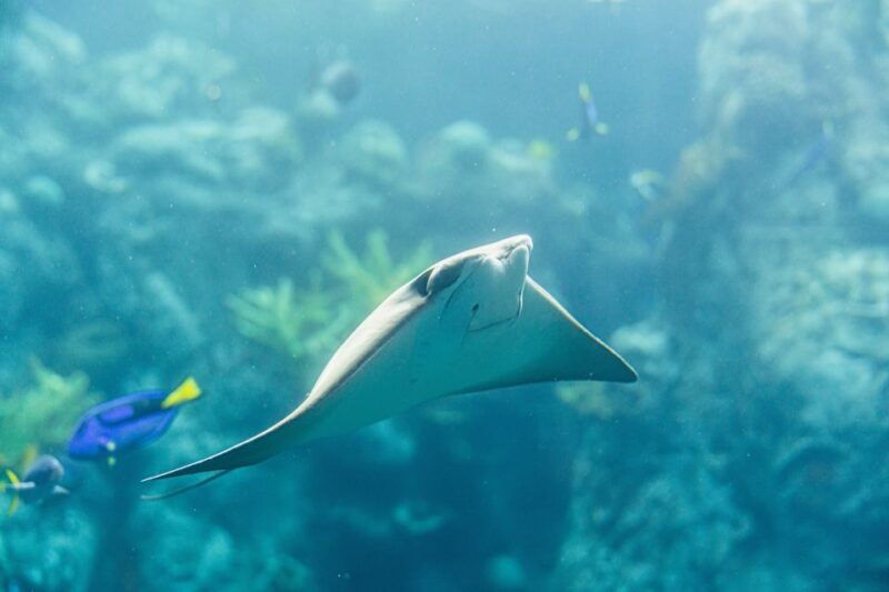 la-aquarium-of-the-pacific-skip-the-line-entry