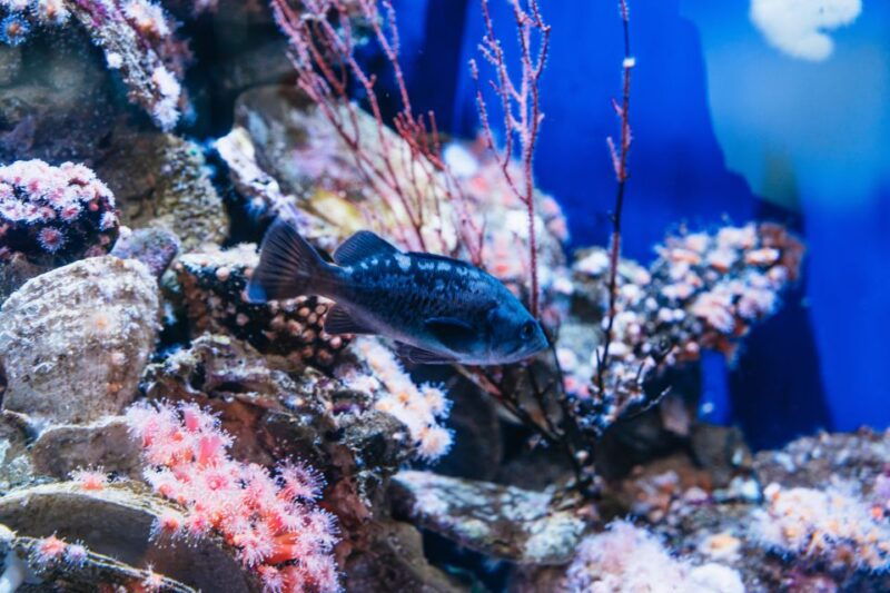 la-aquarium-of-the-pacific-skip-the-line-entry