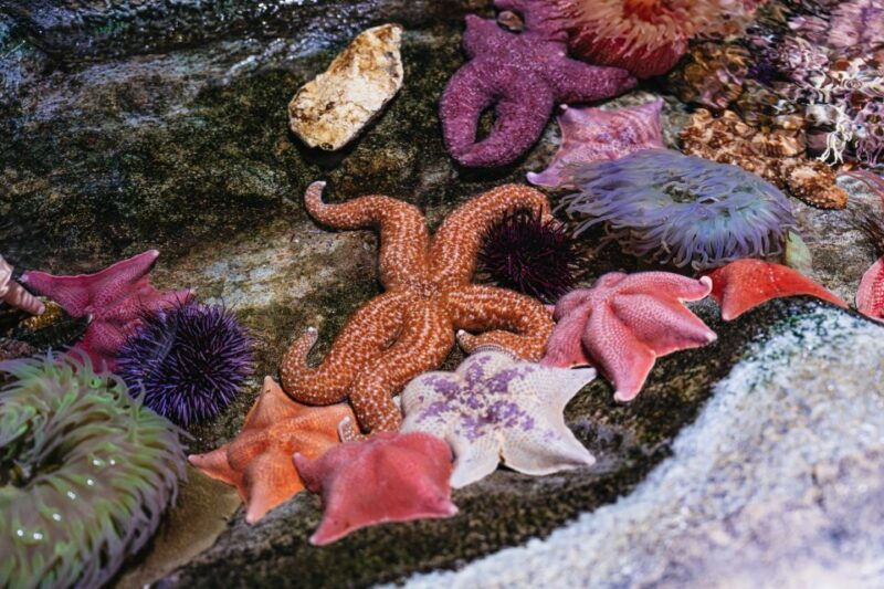 la-aquarium-of-the-pacific-skip-the-line-entry
