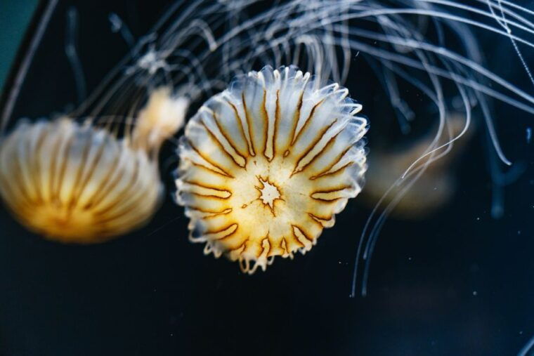 la-aquarium-of-the-pacific-skip-the-line-entry