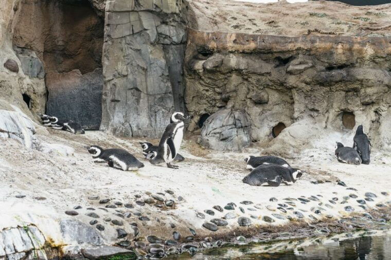 la-aquarium-of-the-pacific-skip-the-line-entry