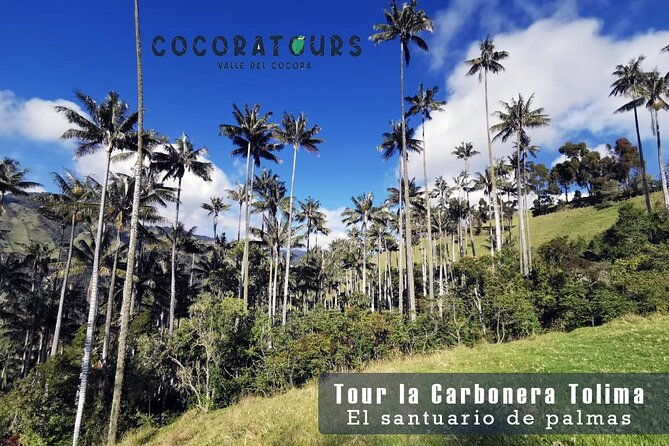 la-carbonera-tower-a-large-forest-of-wax-palms