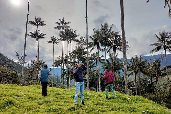 la-carbonera-tower-a-large-forest-of-wax-palms