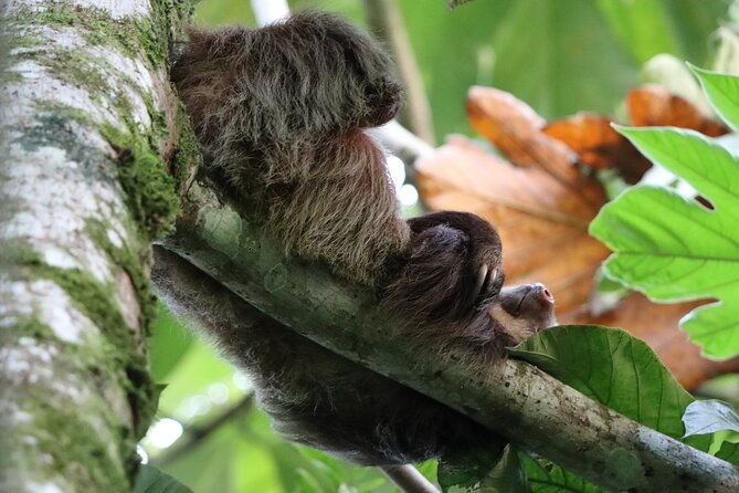 la-fortuna-breath-taking-sloth-tour-tortilla-experience
